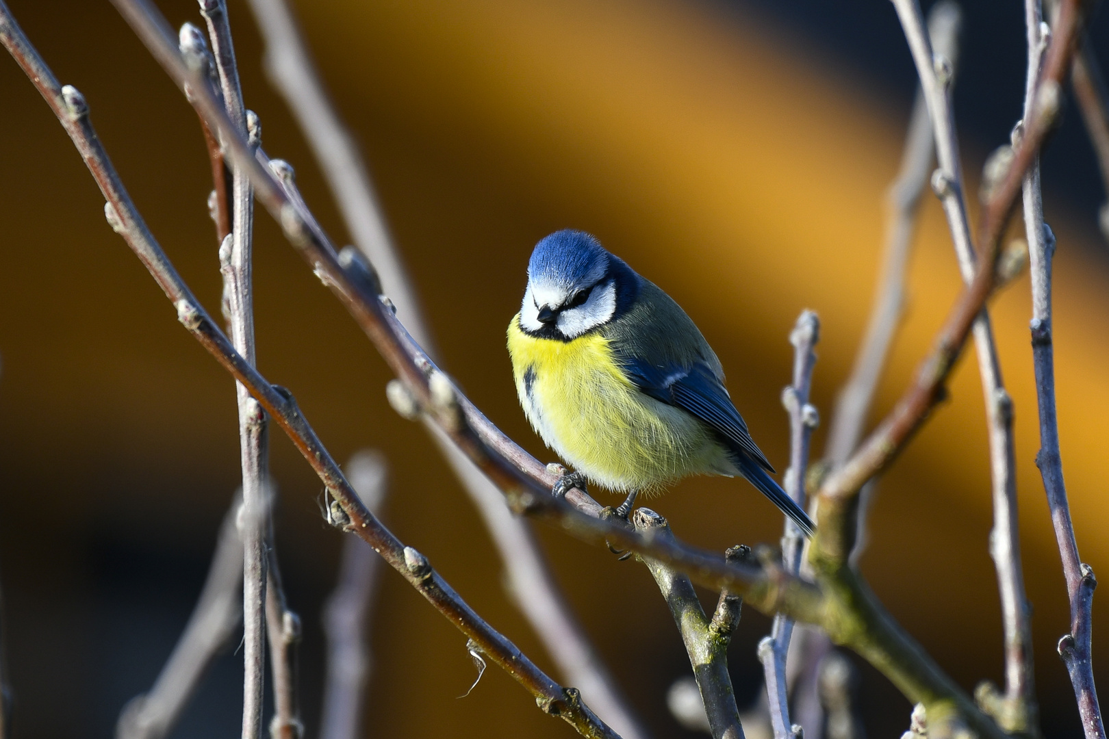 Frühlingserwachen - Blaumeise 1