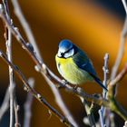 Frühlingserwachen - Blaumeise 1