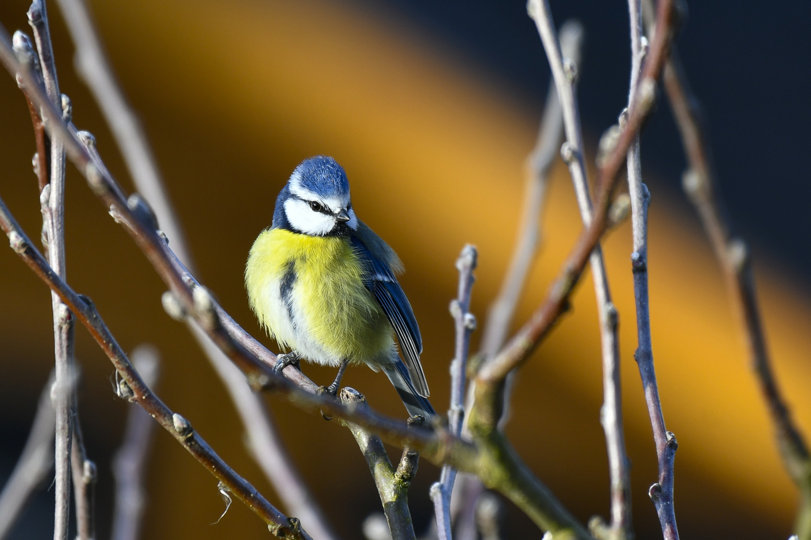 Frühlingserwachen - Blaumeise 3