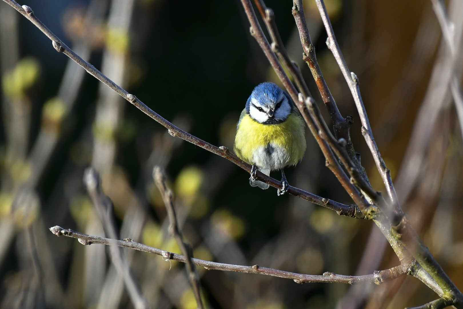 Frühlingserwachen - Blaumeise 5