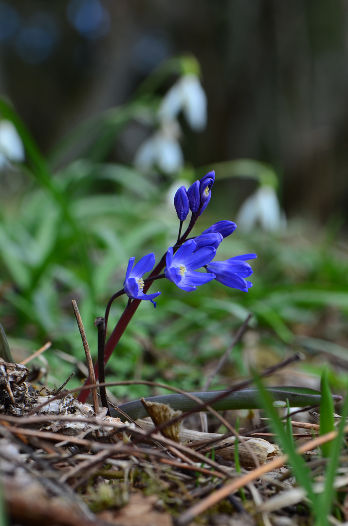 Frühlingserwachen Blaustern