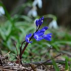 Frühlingserwachen Blaustern