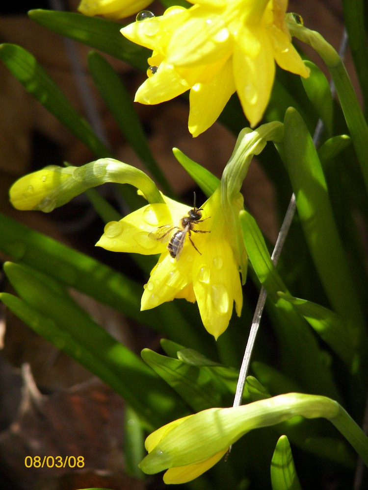 Frühlingserwachen, Blume mit Biene