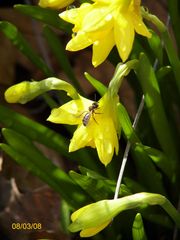 Frühlingserwachen, Blume mit Biene