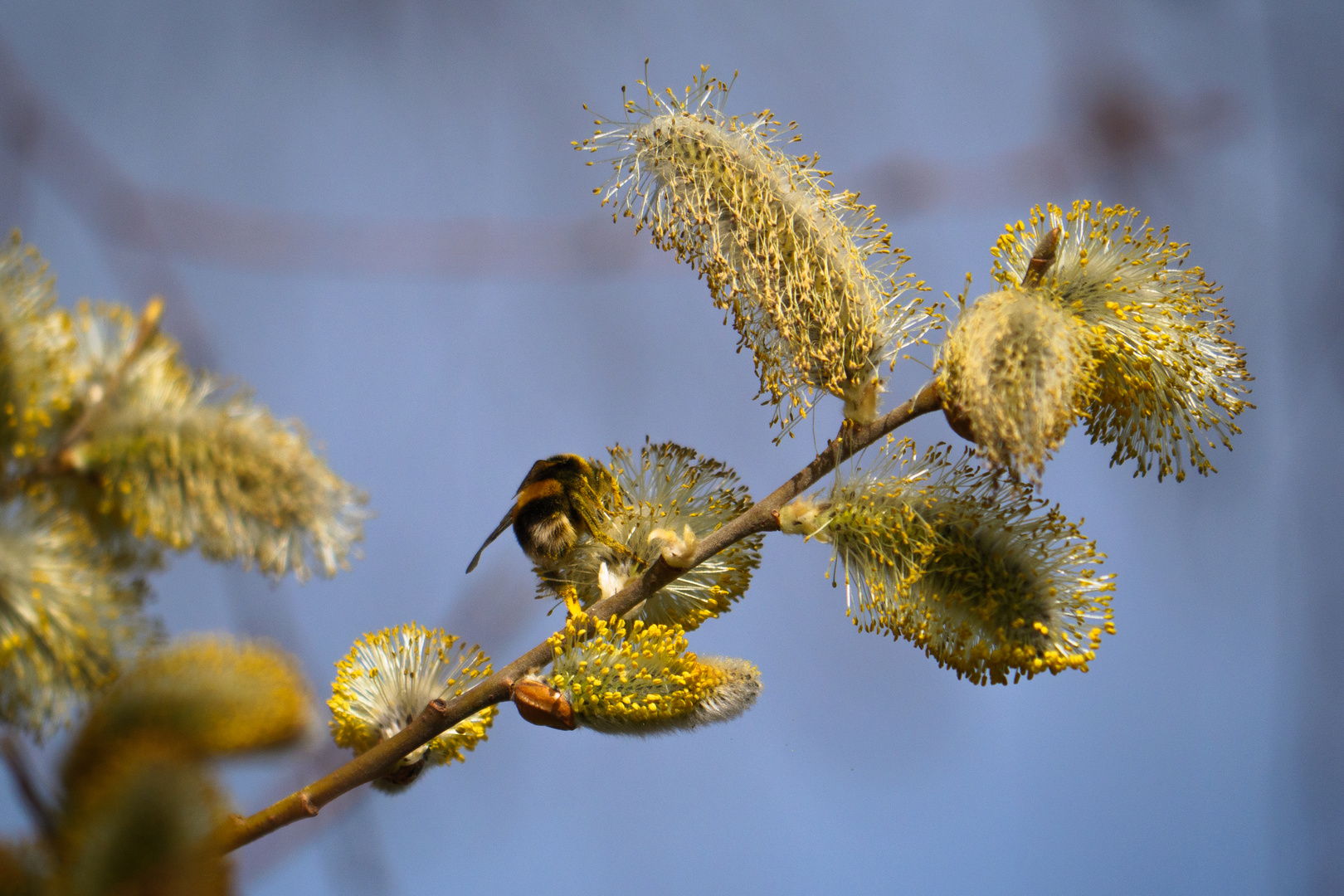 Frühlingserwachen