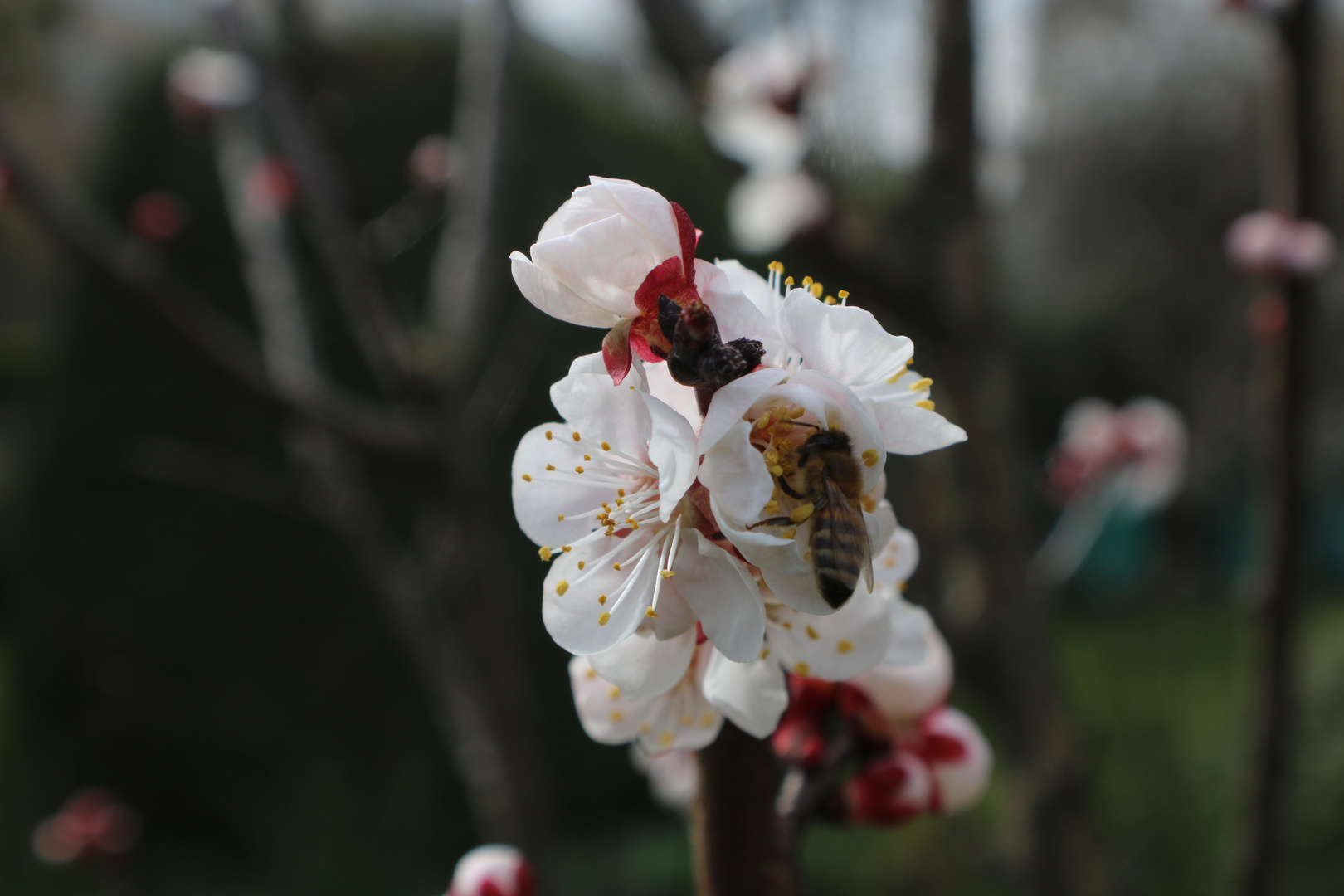 Frühlingserwachen