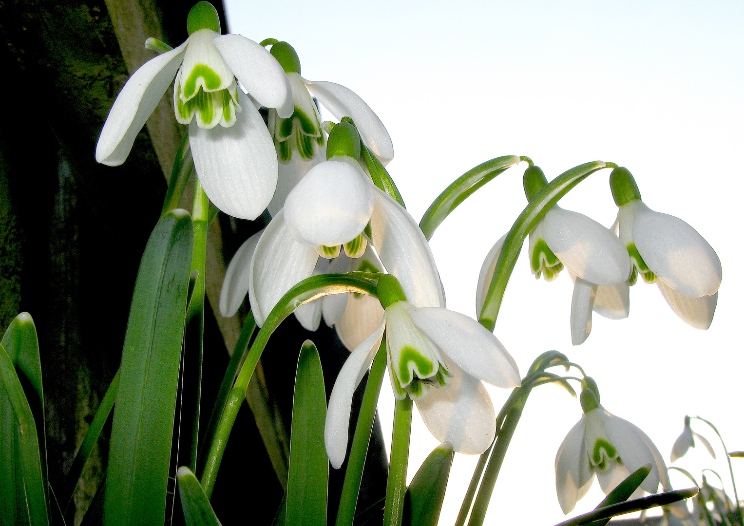 Frühlingserwachen