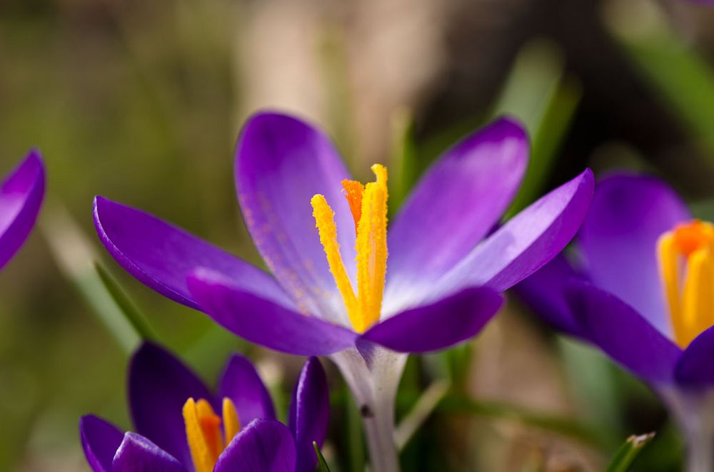 Frühlingserwachen