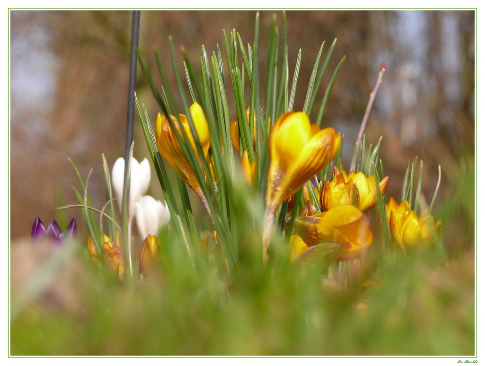 Frühlingserwachen