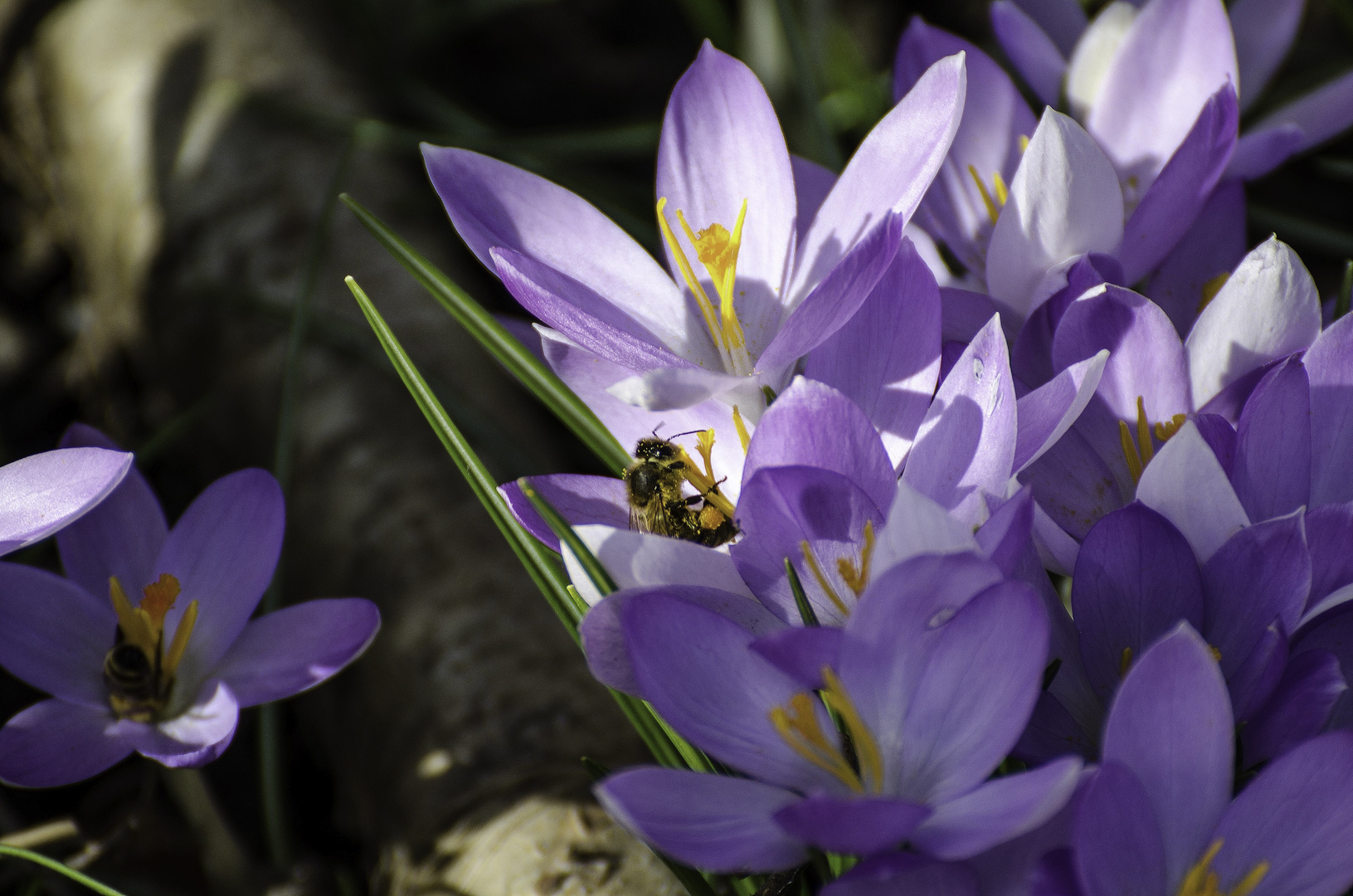 Frühlingserwachen