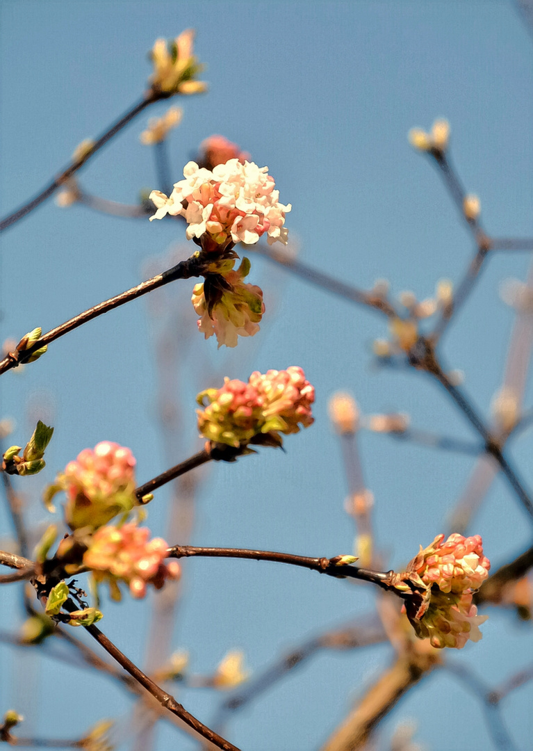 Frühlingserwachen