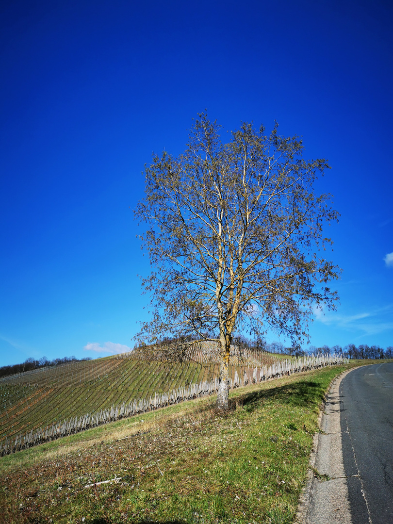 Frühlingserwachen