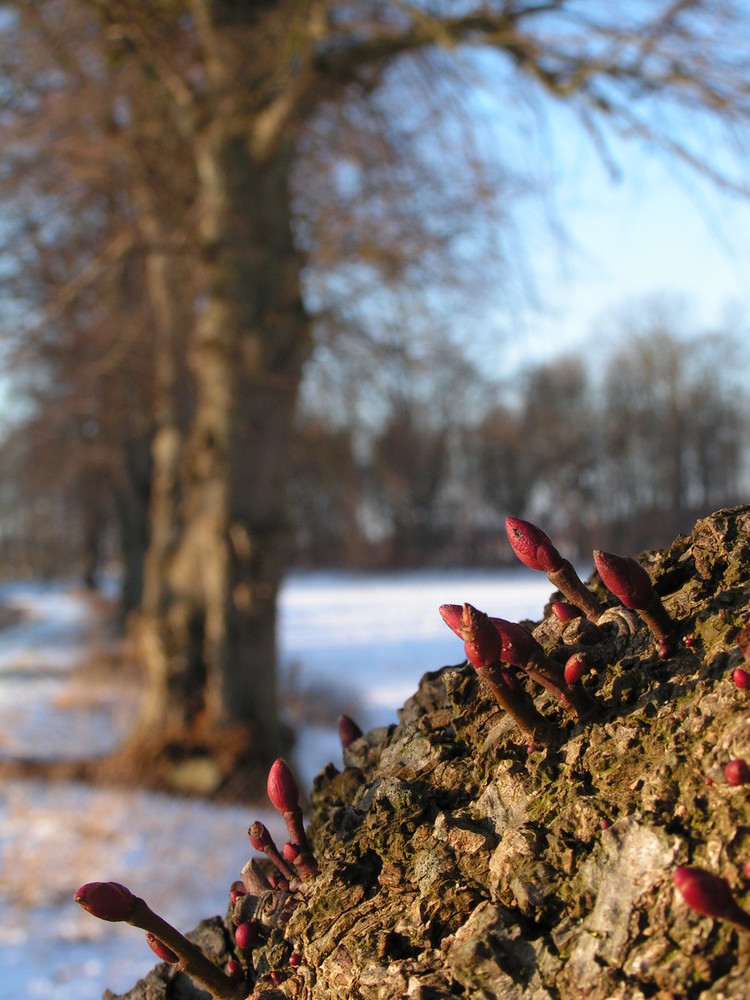 Frühlingserwachen