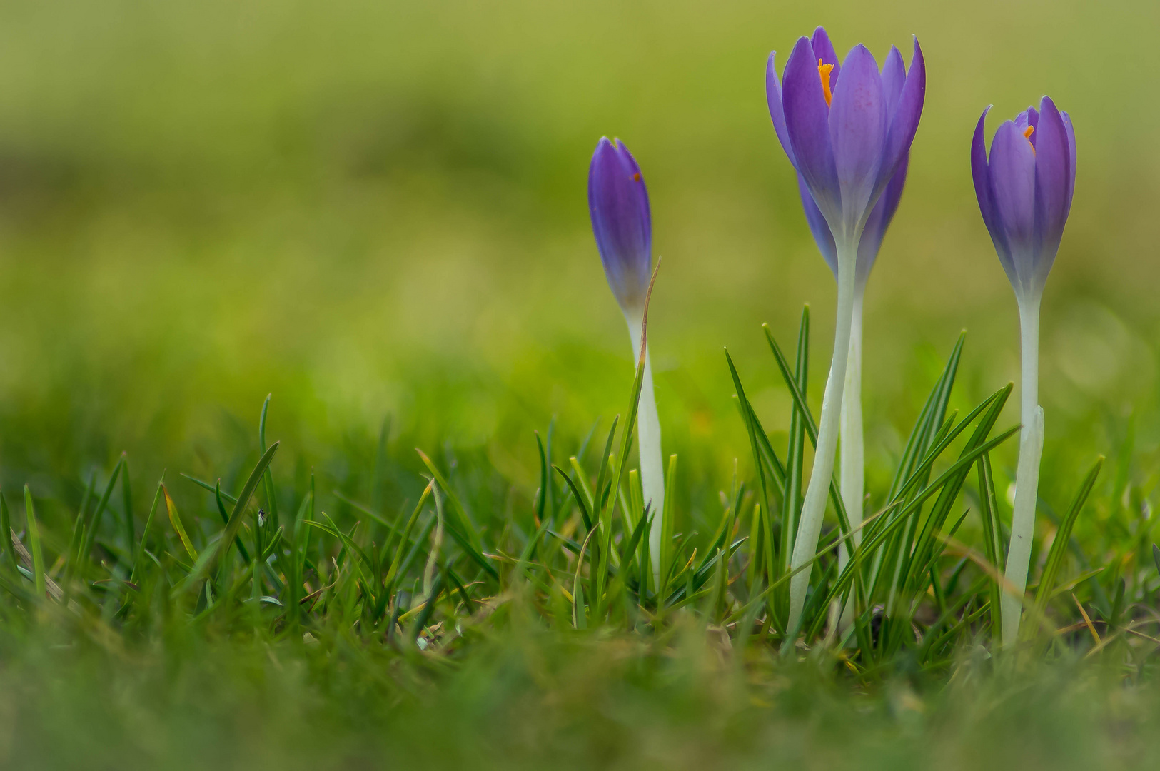 Frühlingserwachen