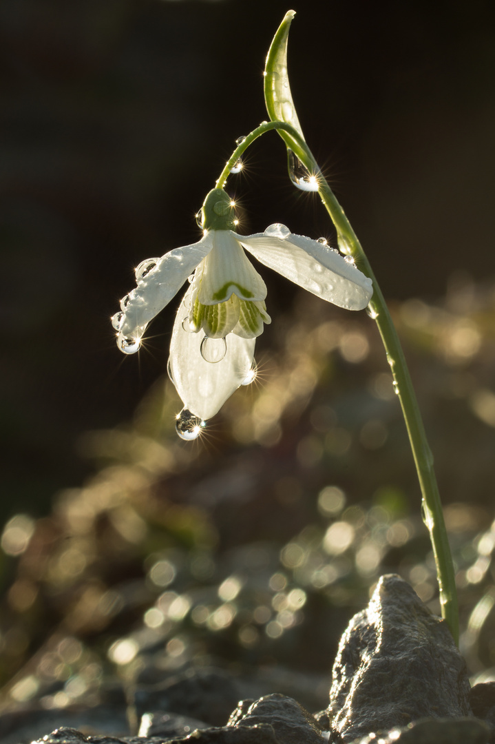 Frühlingserwachen