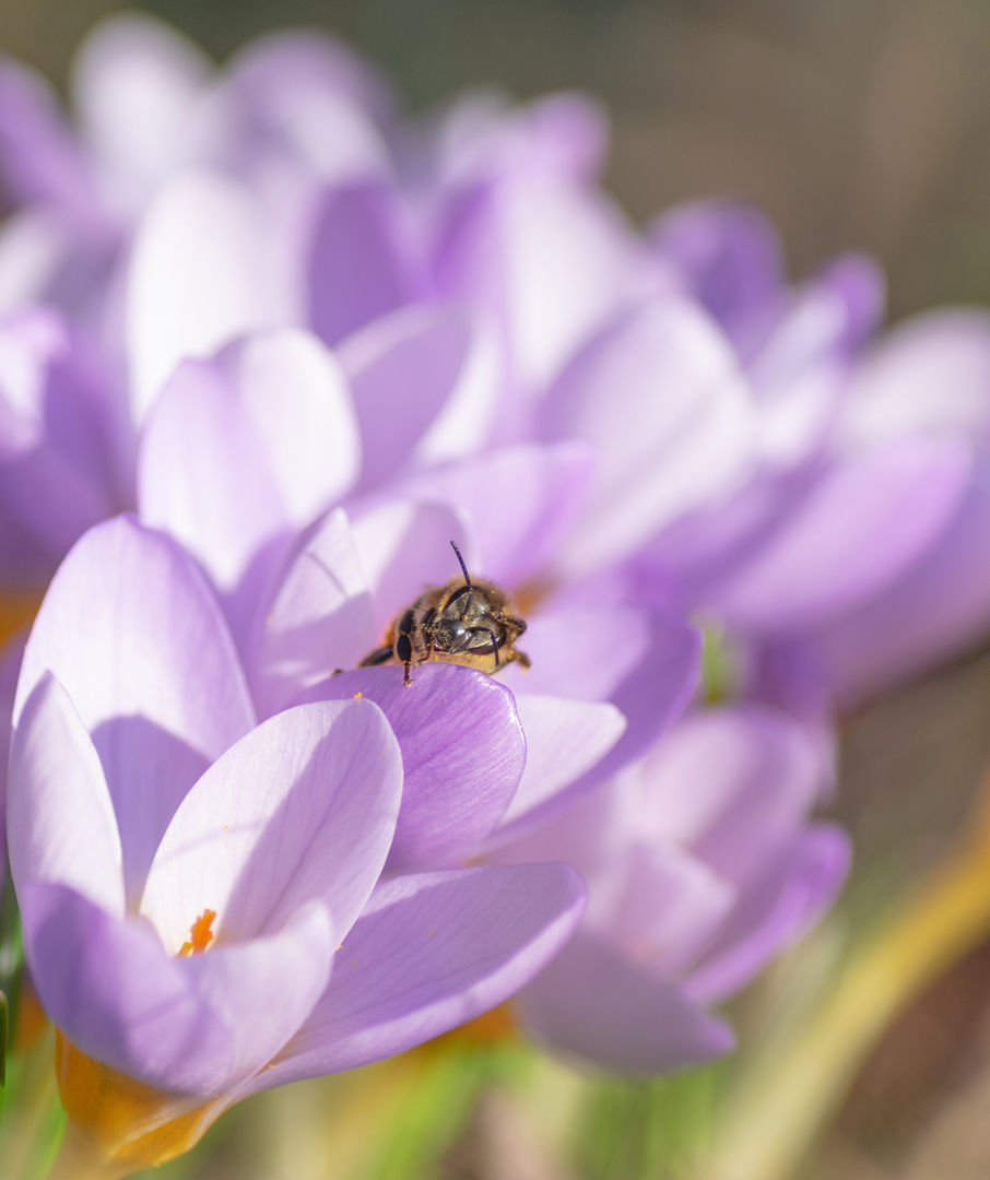 Frühlingserwachen