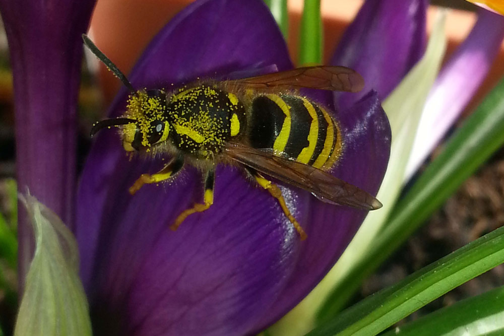 Frühlingserwachen