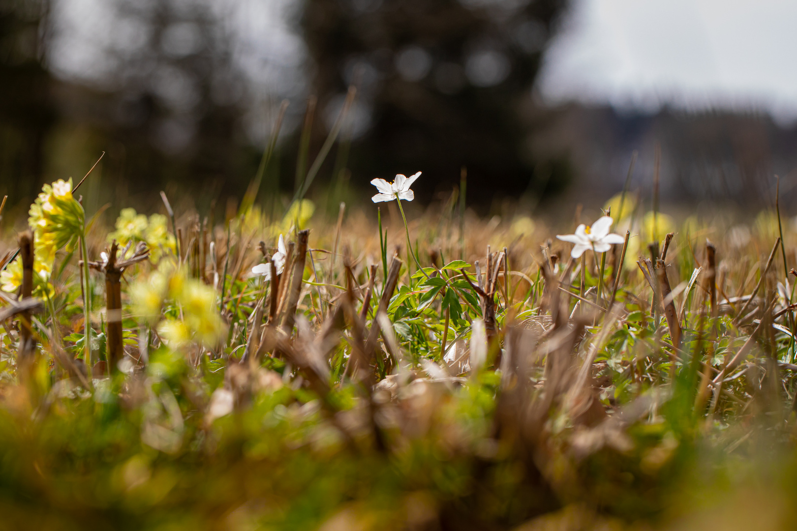 Frühlingserwachen