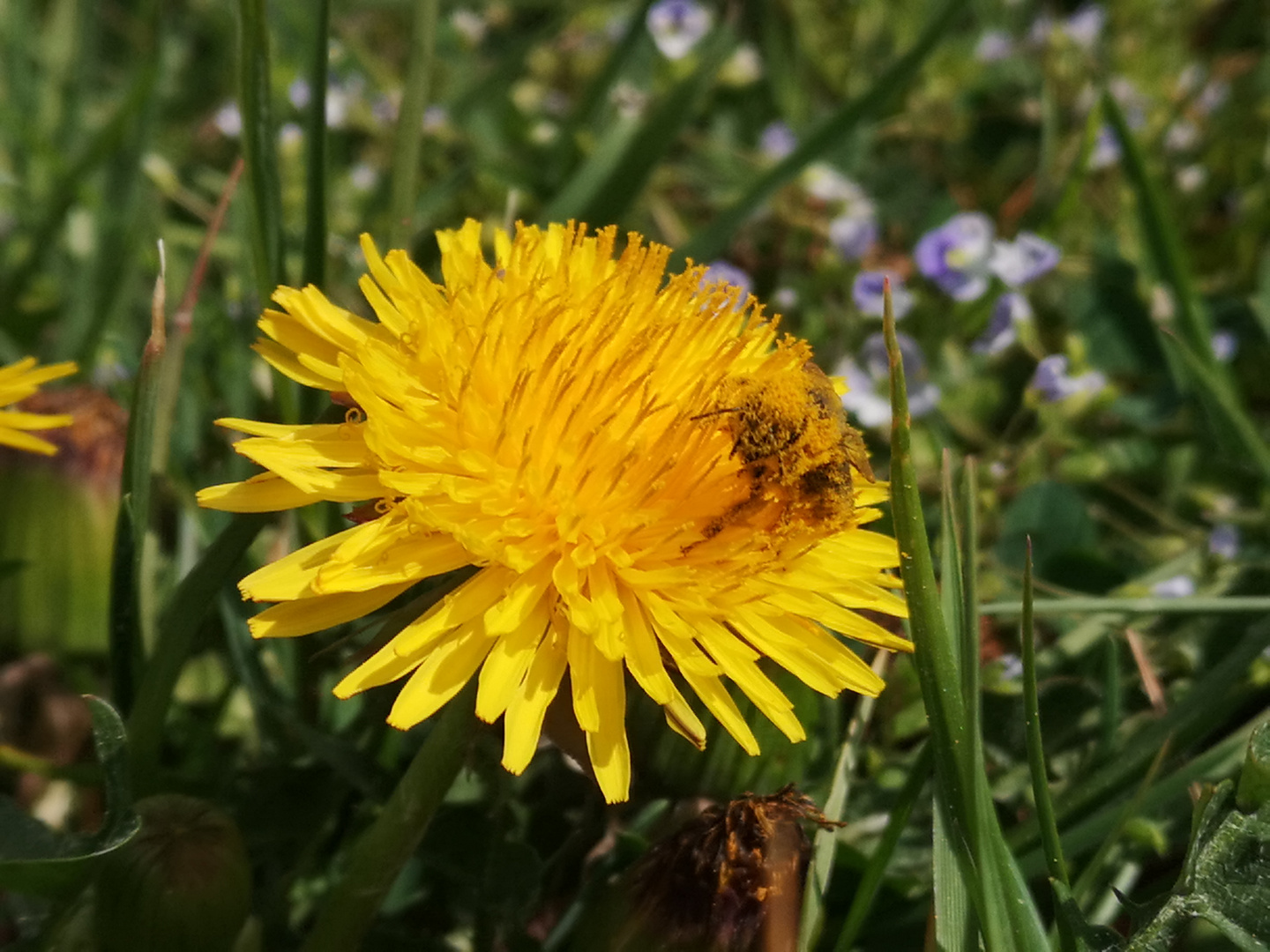 Frühlingserwachen