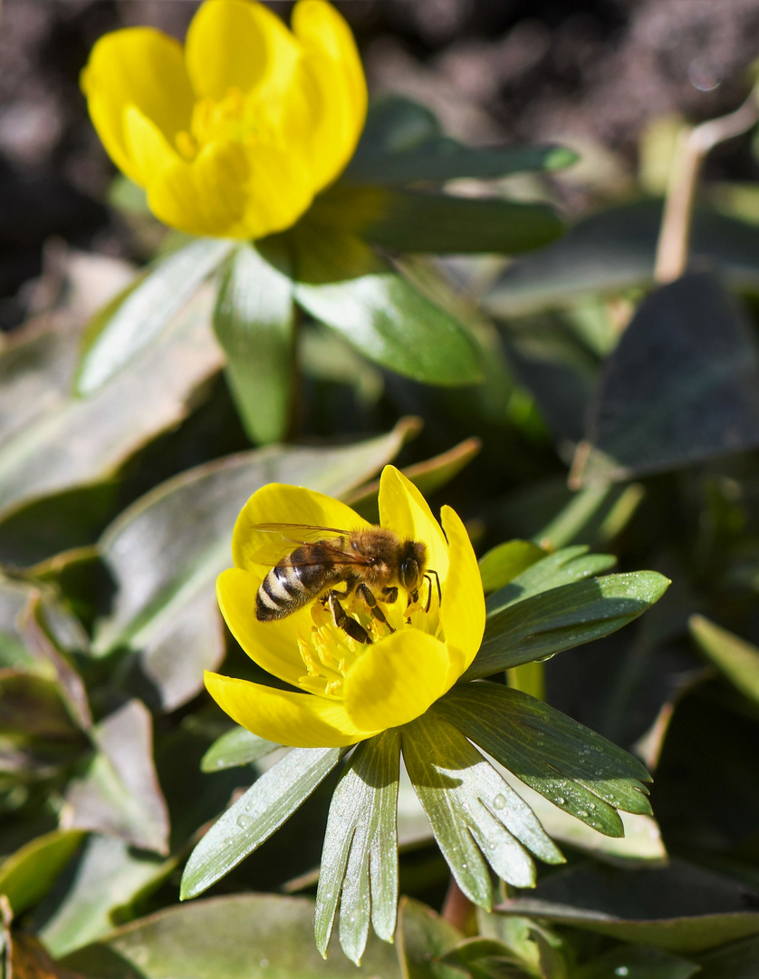 Frühlingserwachen