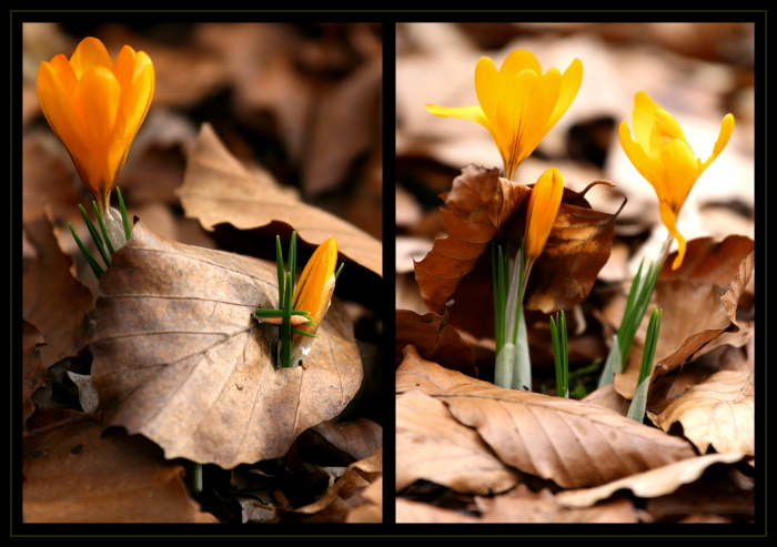 Frühlingserwachen