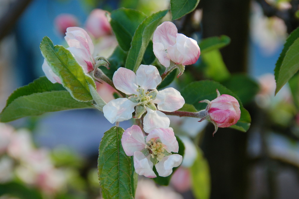 Frühlingserwachen