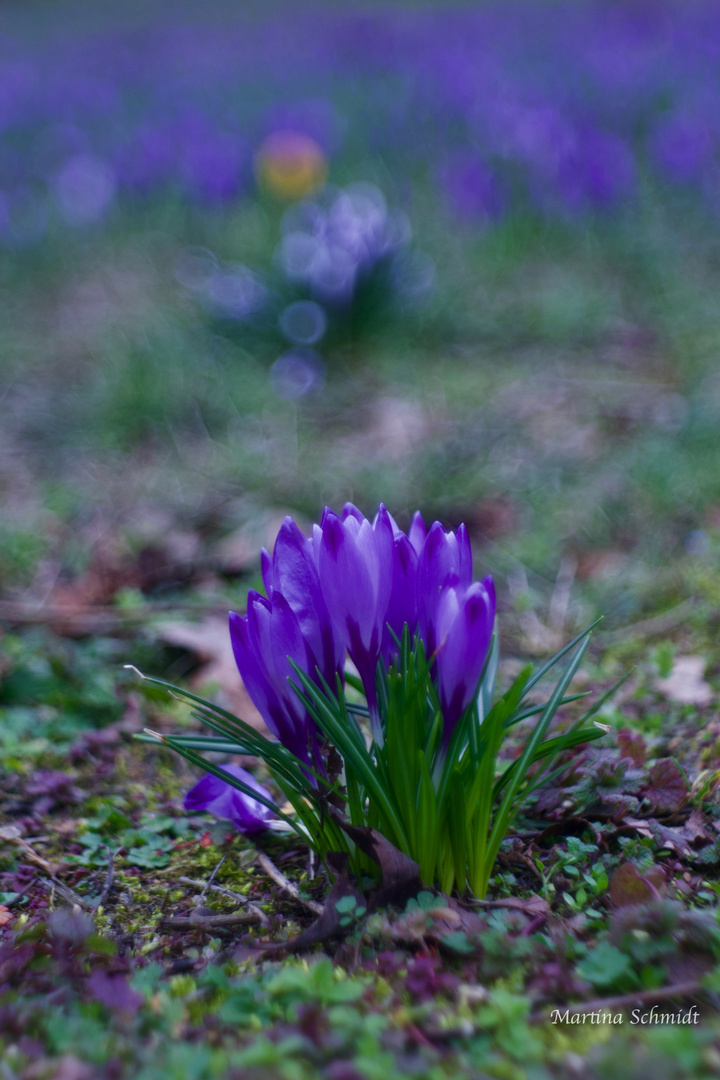 Frühlingserwachen