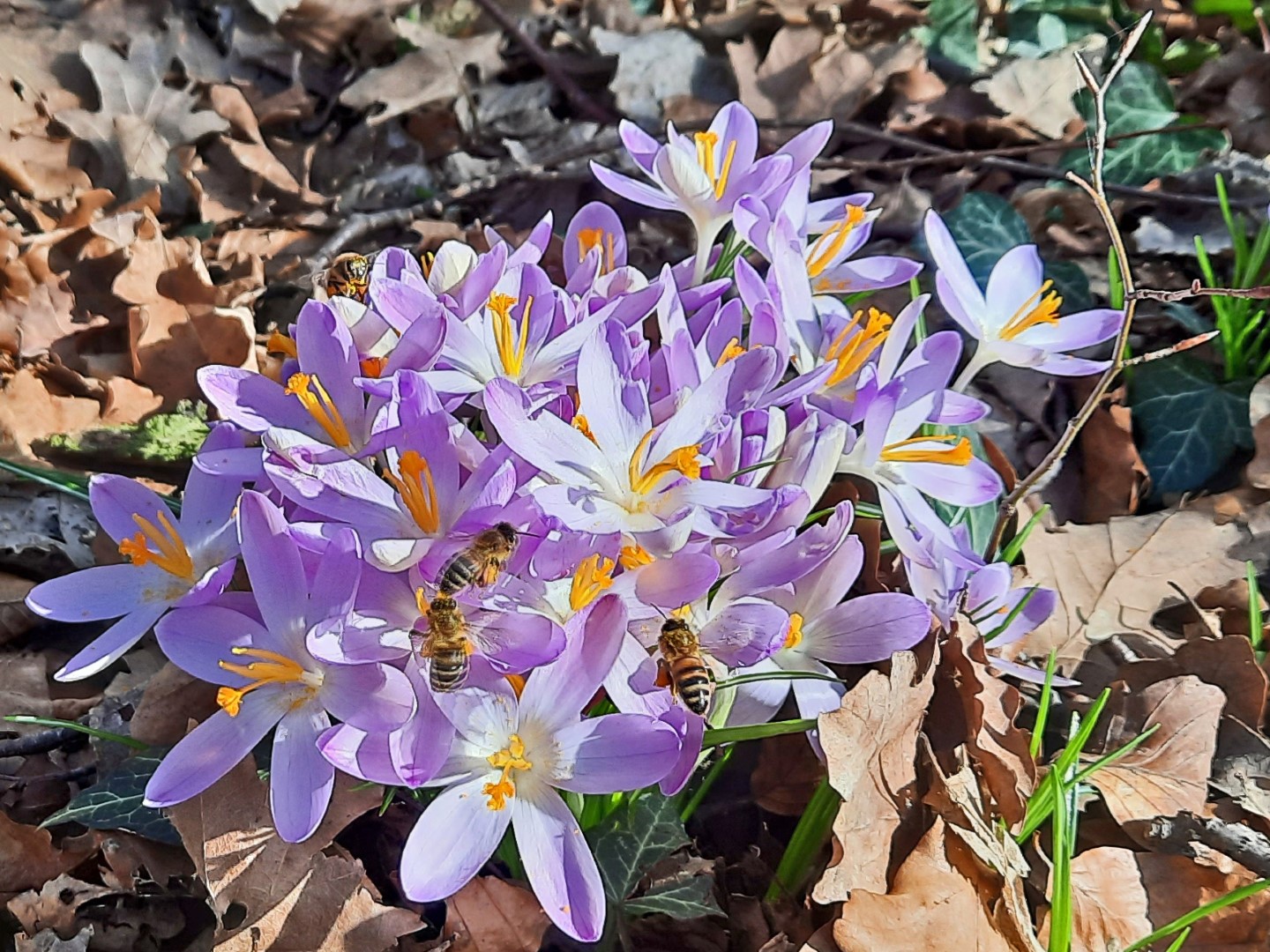 Frühlingserwachen