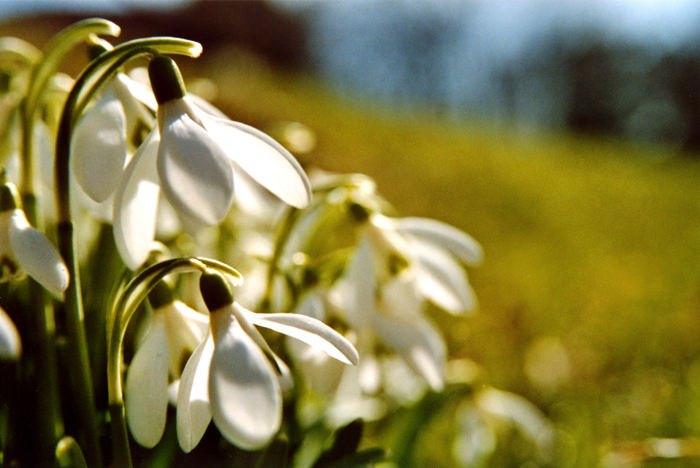 Frühlingserwachen