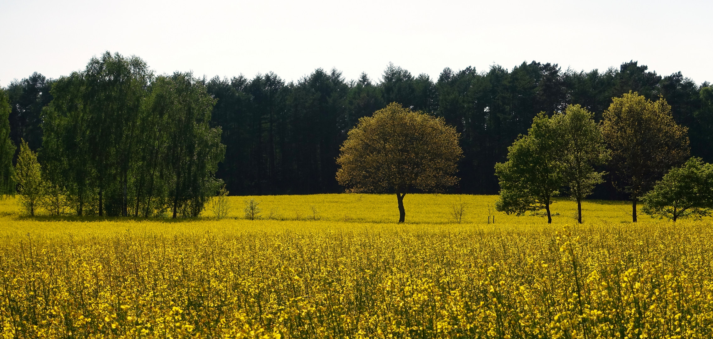 Frühlingserwachen