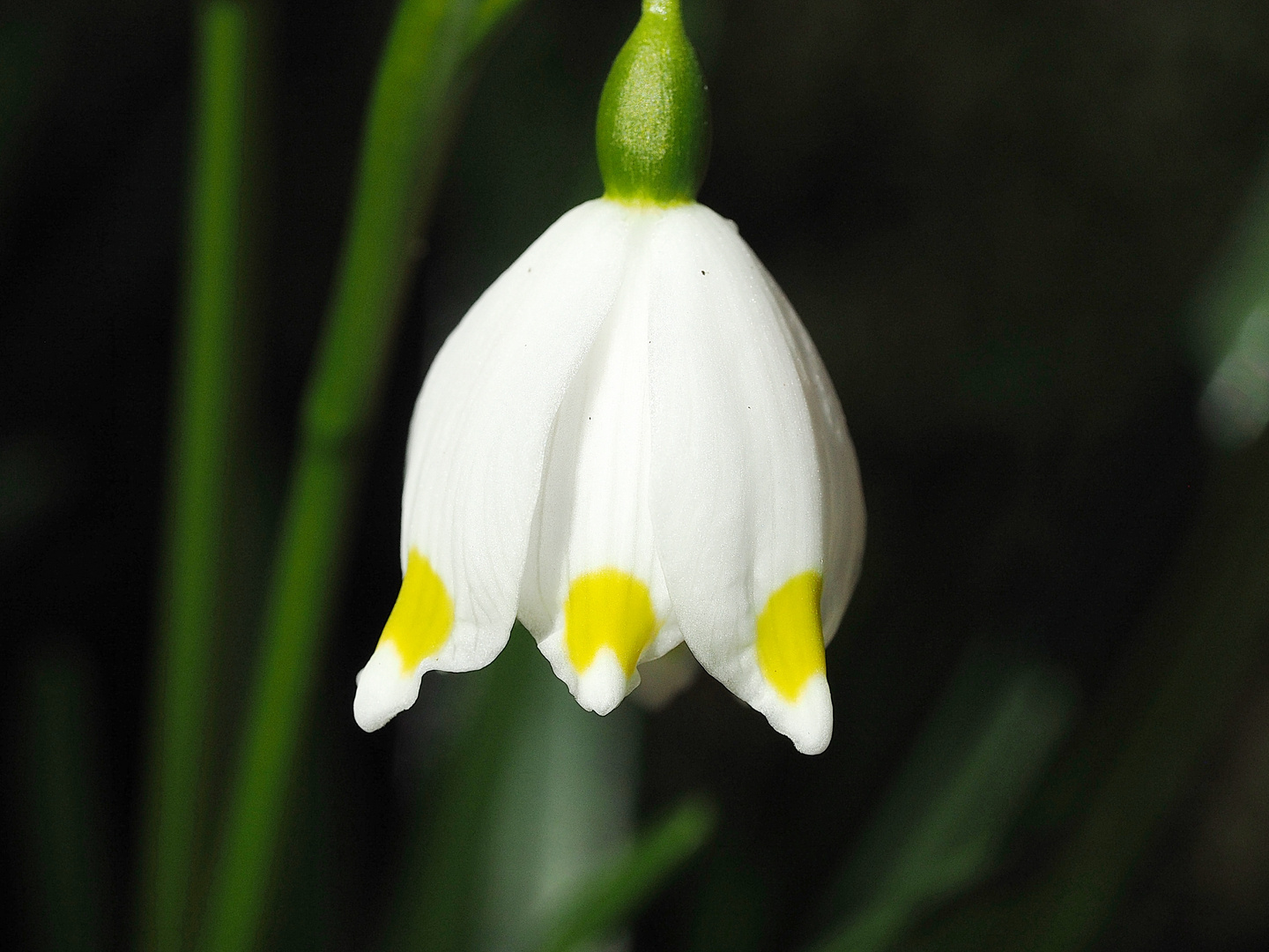 " Frühlingserwachen "