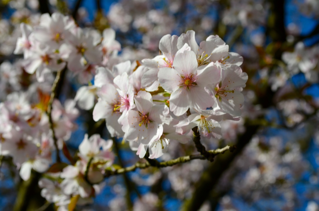 Frühlingserwachen