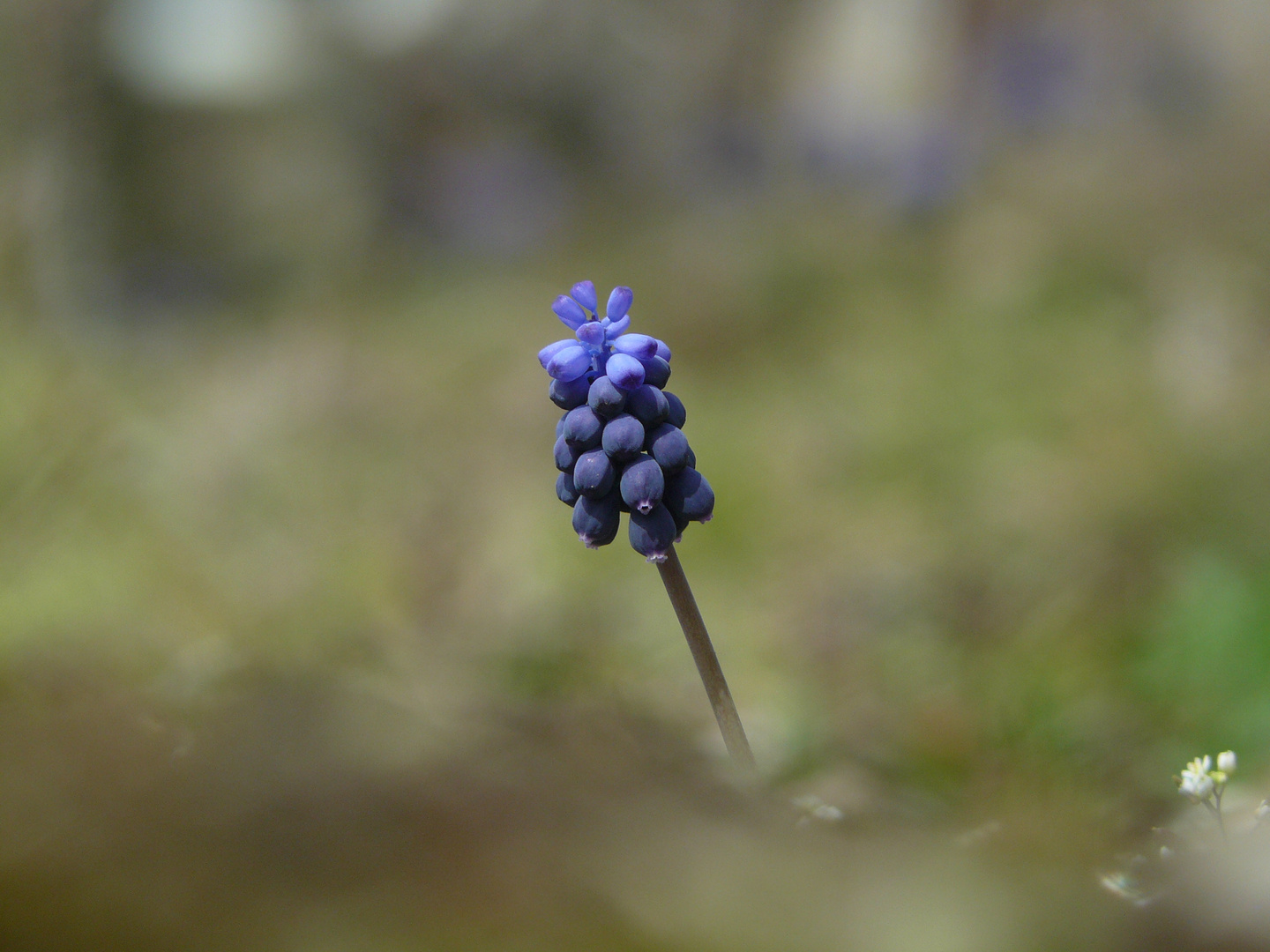 Frühlingserwachen