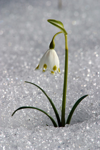 Frühlingserwachen