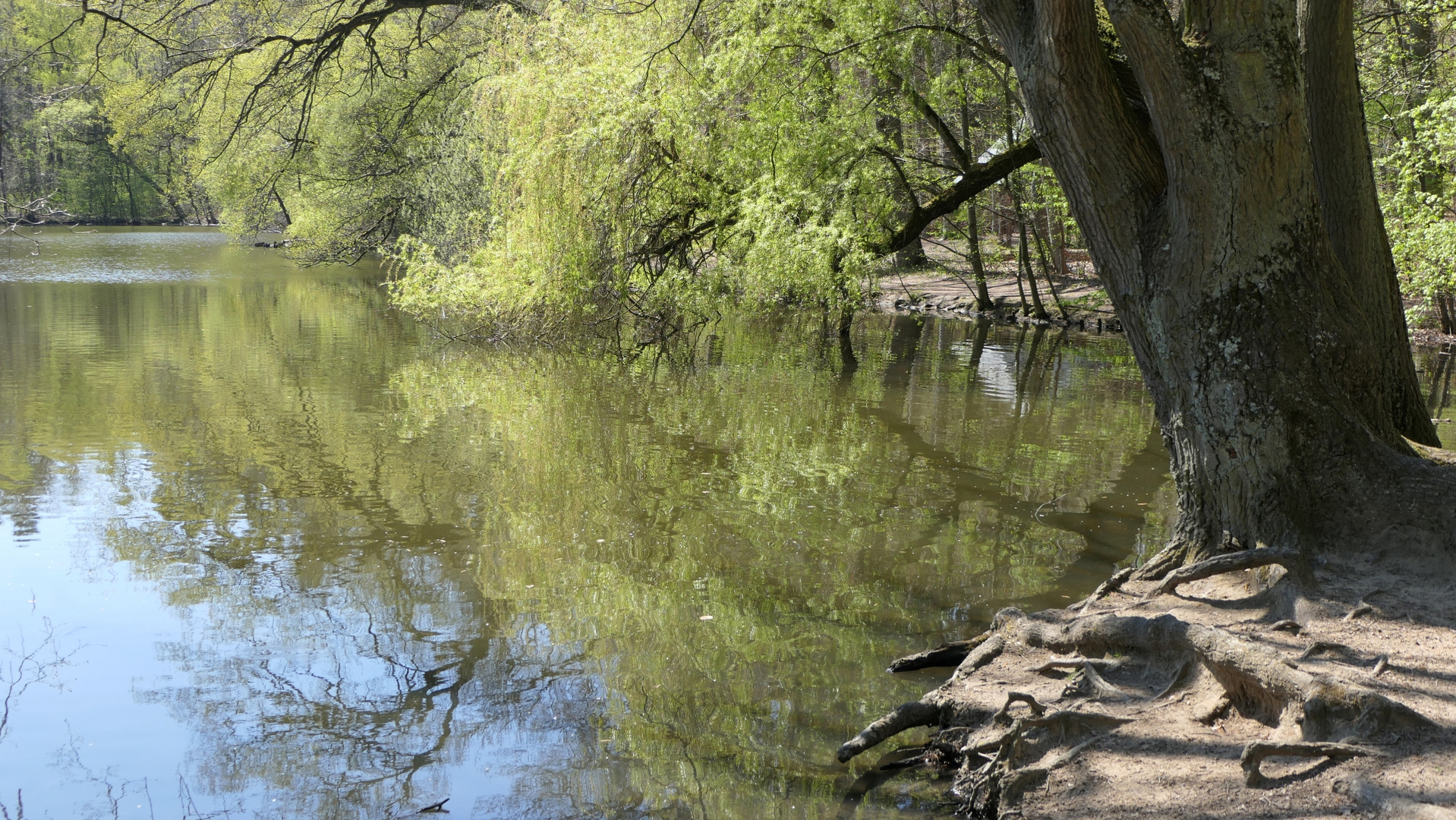 frühlingserwachen