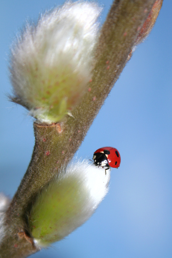 Frühlingserwachen