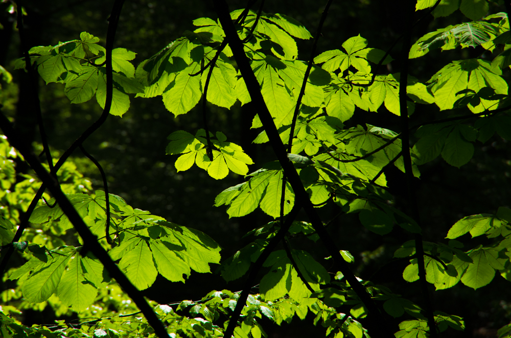 Frühlingserwachen