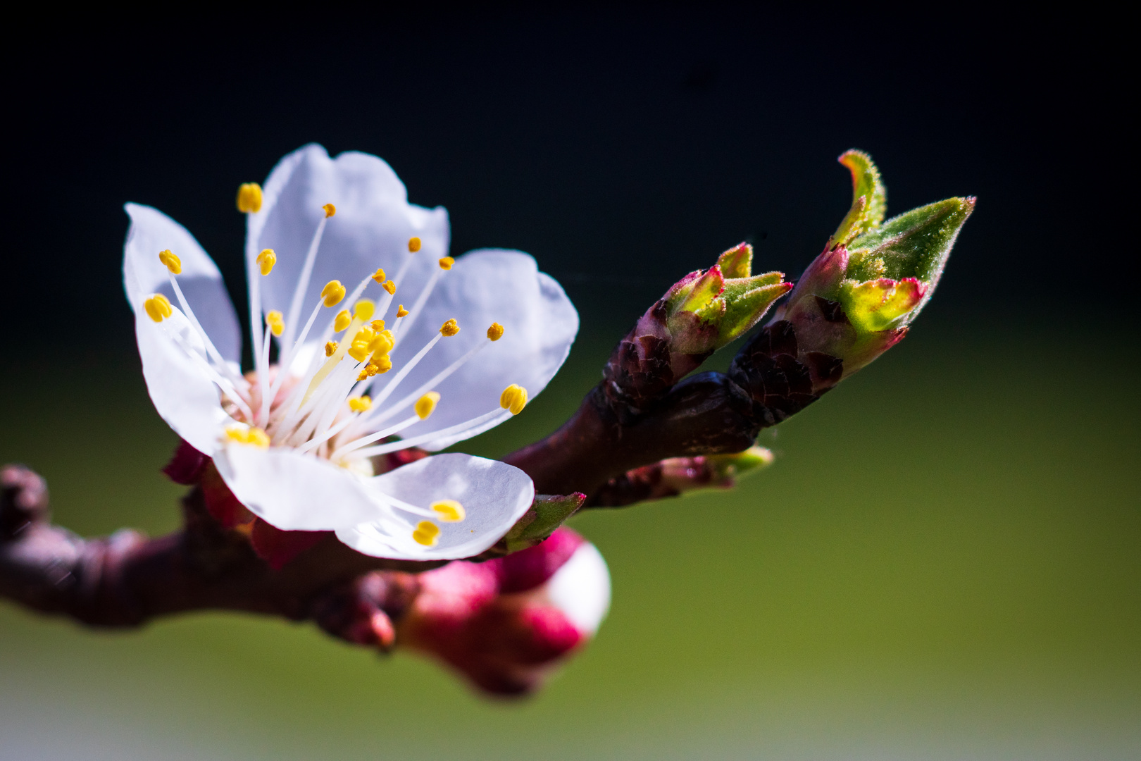 Frühlingserwachen