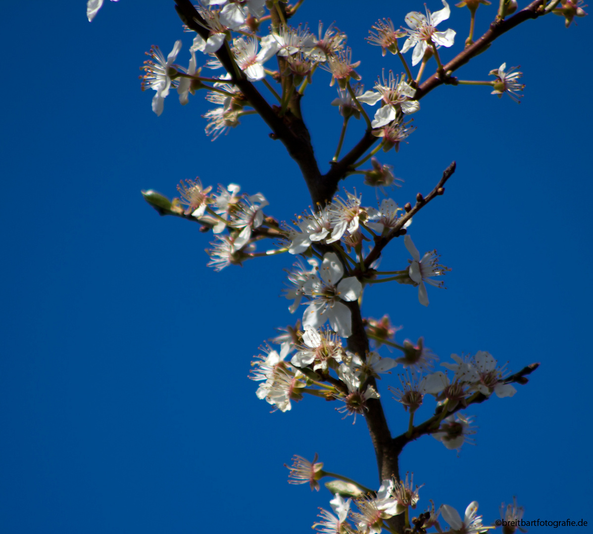 Frühlingserwachen