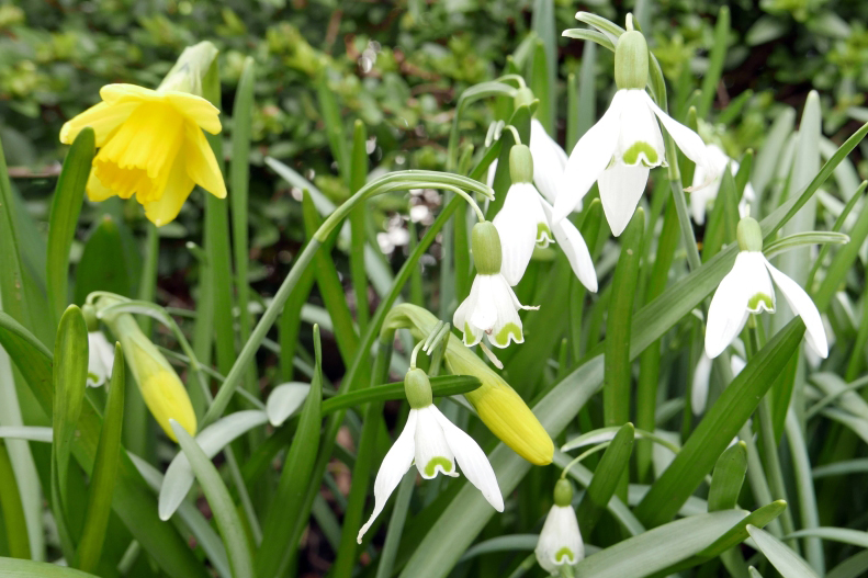 Frühlingserwachen