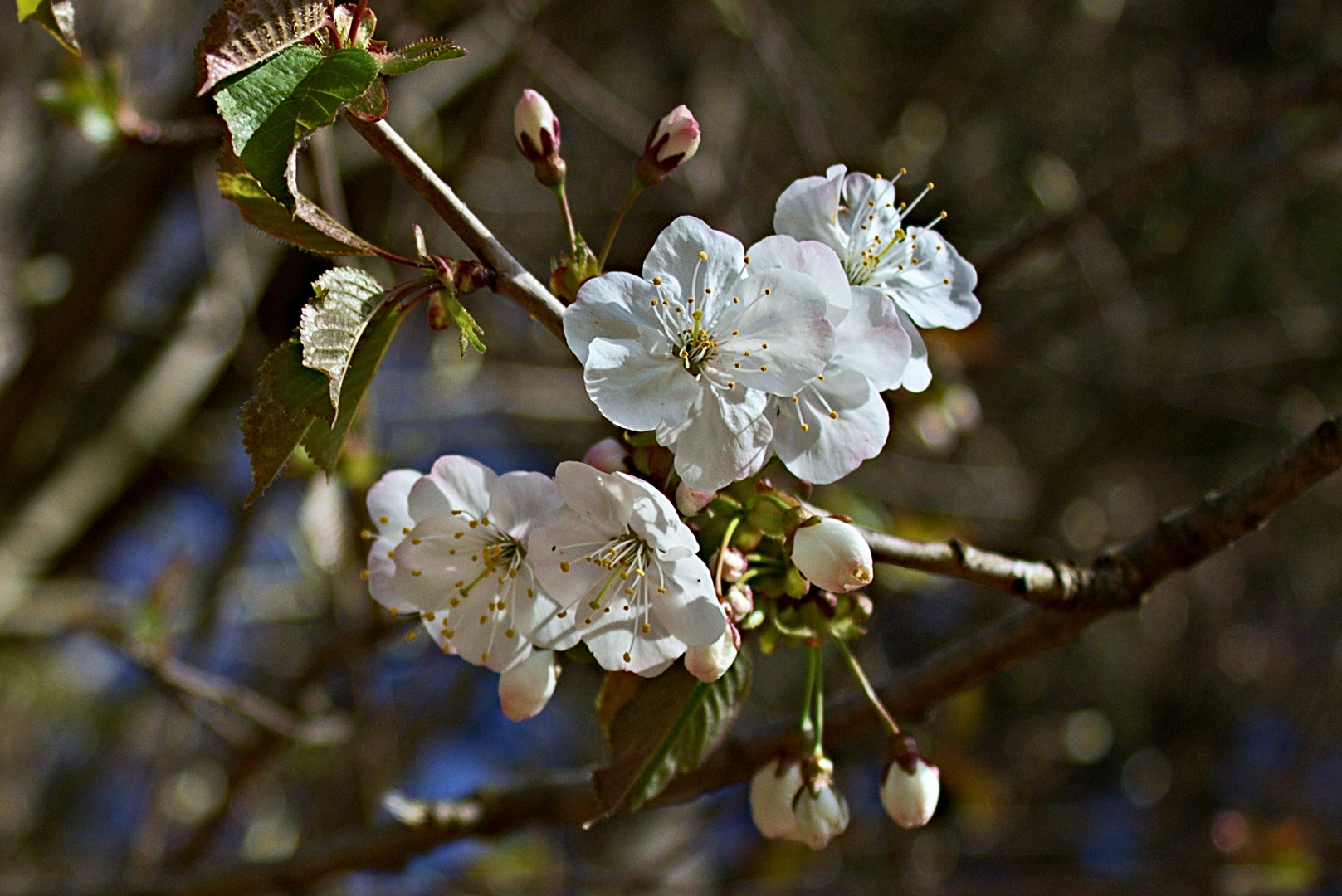 Frühlingserwachen