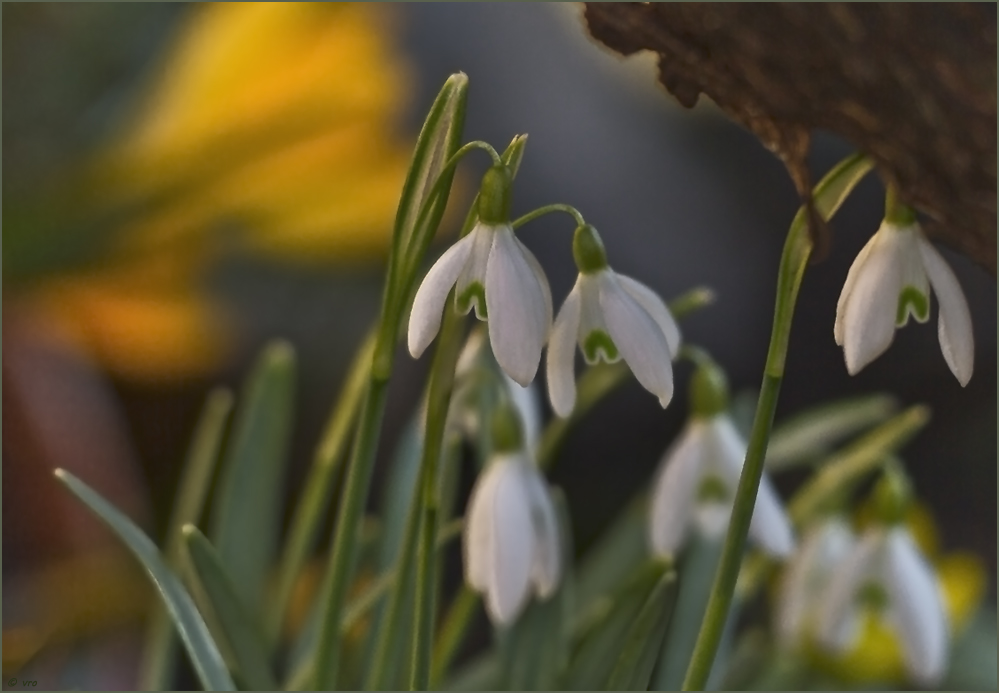 Frühlingserwachen