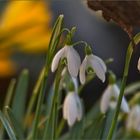 Frühlingserwachen