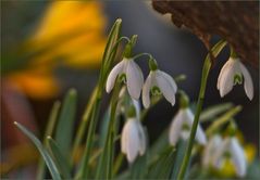 Frühlingserwachen