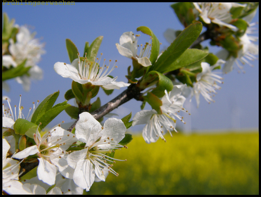 Frühlingserwachen