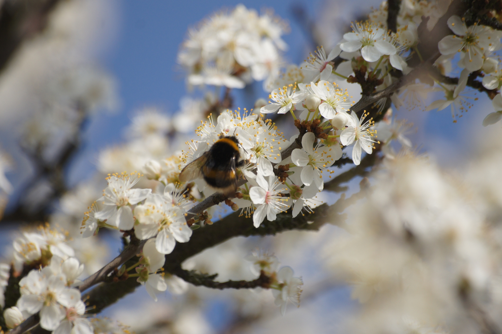 Frühlingserwachen