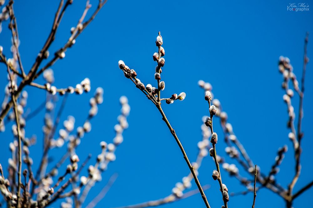 Frühlingserwachen