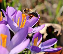 Frühlingserwachen