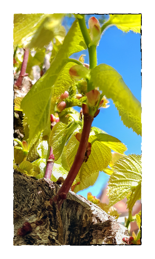 Frühlingserwachen 