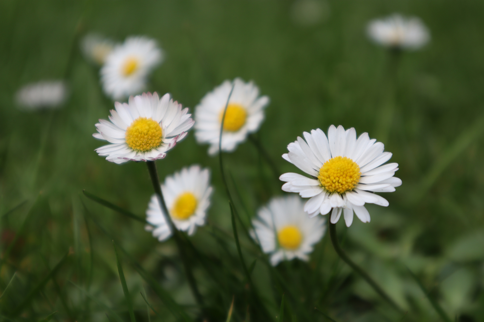 Frühlingserwachen 